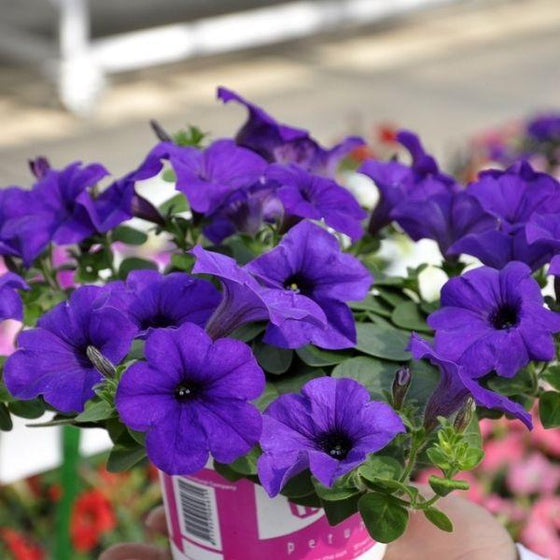 easy blue wave petunia with bright flowers and green foliage