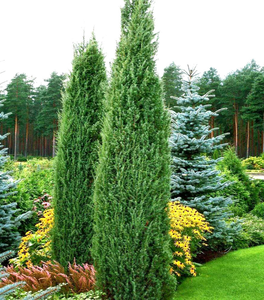 Blue Point Juniper