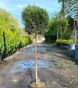 Blue Point Juniper One-Ball Topiary