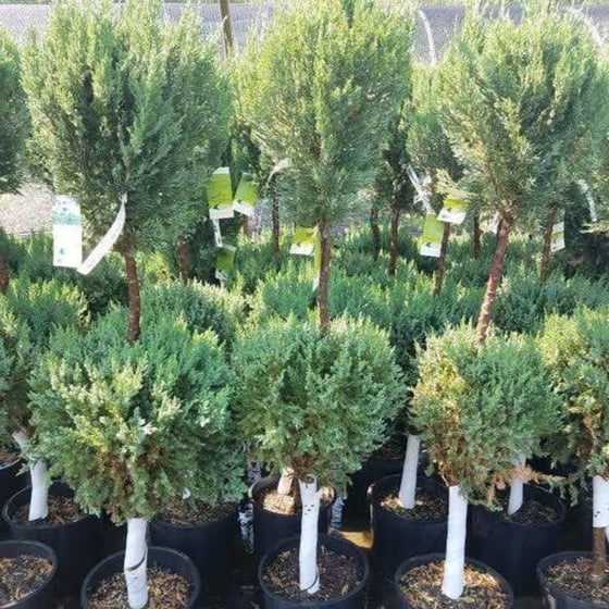 Pre-Trimmed Blue Point Juniper Two-Ball Topiary Trees in Pots