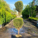 blue point juniper clean cut into two ball topiary