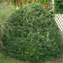 Blue Prince Holly Shrubs bush foliage