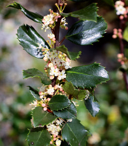 Blue Prince Holly
