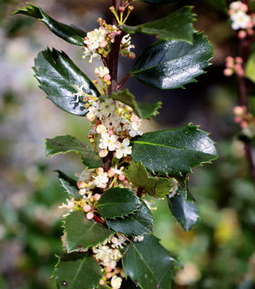 Blue Prince Holly