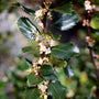 spring blooms on blue prince holly shrub