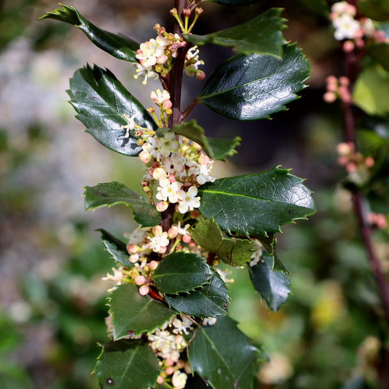 spring blooms on blue prince holly shrub