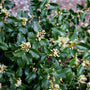 blue princess holly blooming in spring