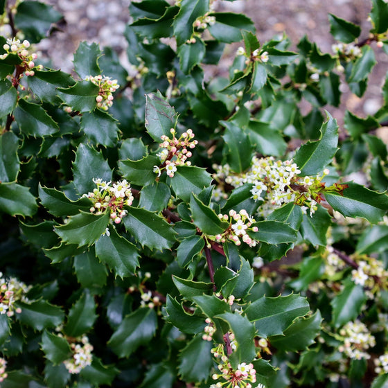 blue princess holly blooming in spring