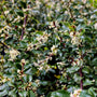blue princess holly shrub