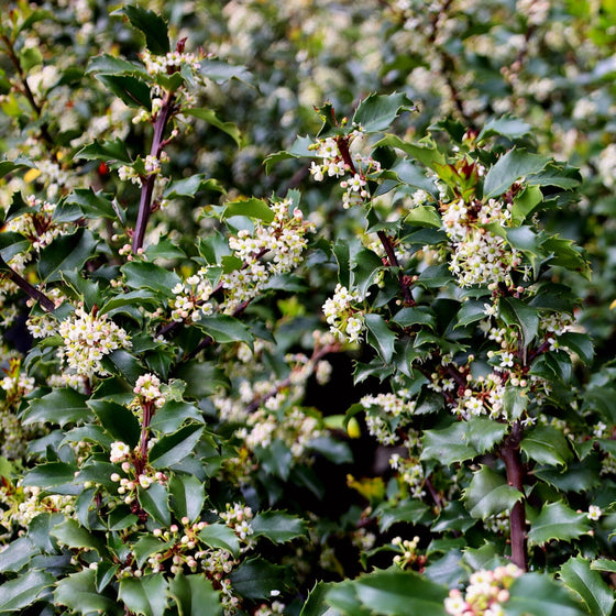 blue princess holly shrub