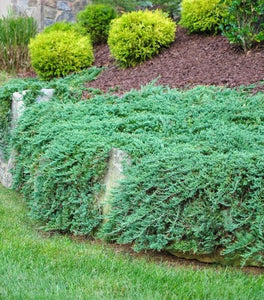Blue Rug Juniper