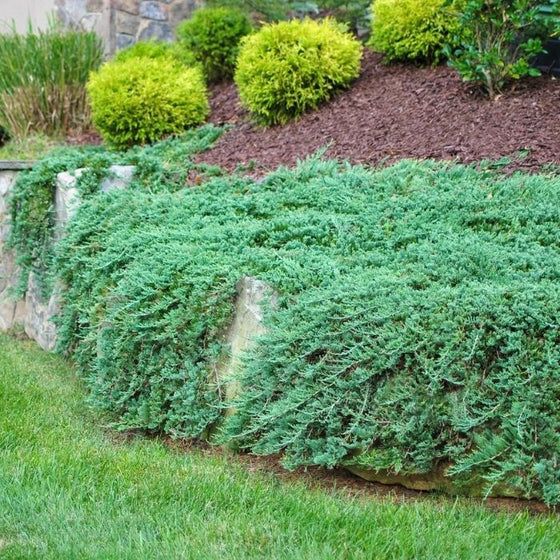 Blue Rug Juniper Shrubs ground cover