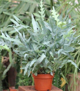 Blue Star Fern