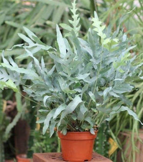 Blue Star Fern