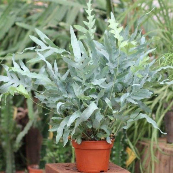 Blue Star Fern has powder blue leaves
