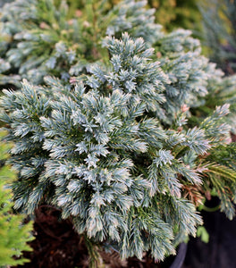 Blue Star Juniper