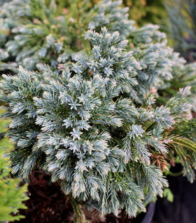 Blue Star Juniper