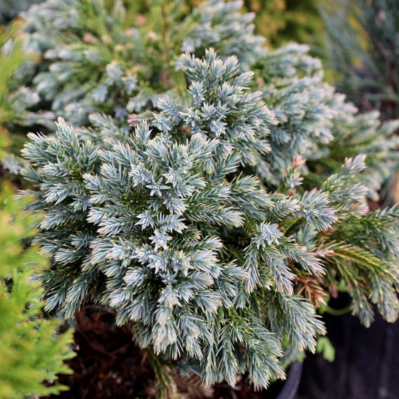 cool blue tones on blue star juniper shrub
