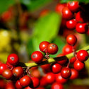 close-up of Blue Twins Holly Shrubs' red berries