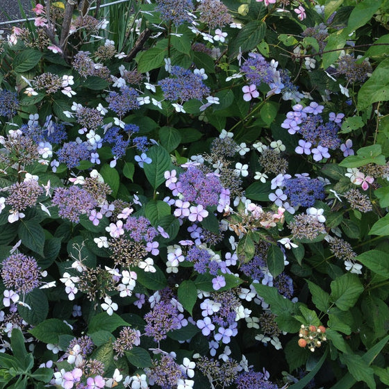 Bluebird Hydrangea Shrubs with Purple and Blue Blooms and Green Foliage