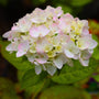blushing bride white blooms, blushing with pale pink as they age