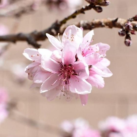 Bonfire Peach Tree light pink spring flower cluster