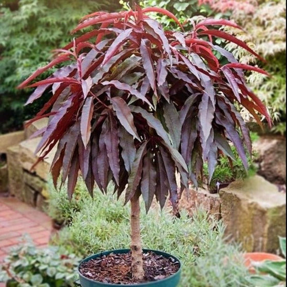 red foliage on bonfire peach tree