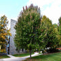 Brandywing Maple in late summer