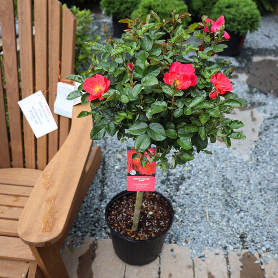 brick house pink rose tree