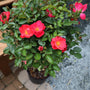 brick house pink rose tree