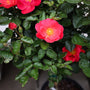 close up of brick house pink roses