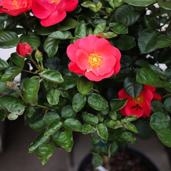 close up of brick house pink roses