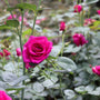 vibrant magenta flower on brindabella purple prince rose