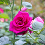 perfect cut flower garden rose