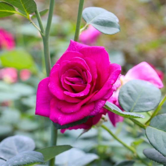 perfect cut flower garden rose