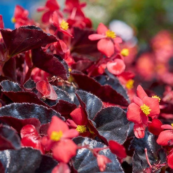 red begonia with purple foliage close up