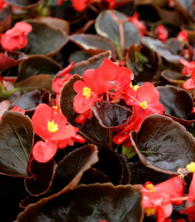 Bronze Leaf Red Begonia