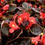 stunning bright colors on outdoor begonia