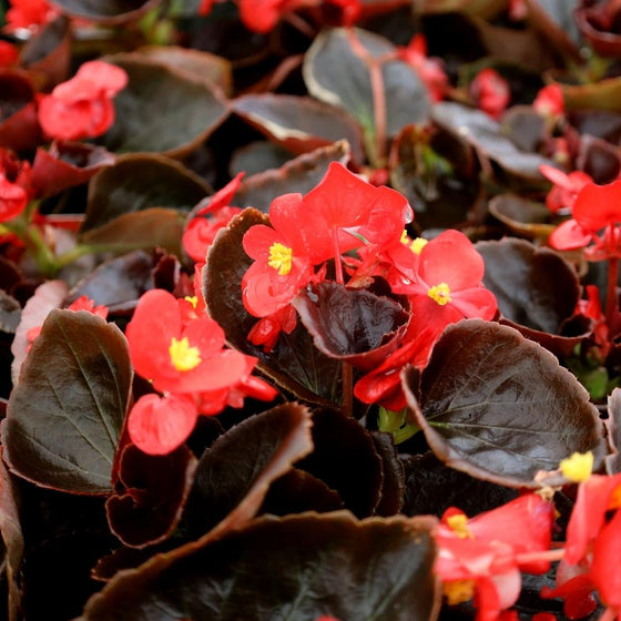 stunning bright colors on outdoor begonia