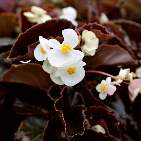stunning summer garden annual begonia white flowers