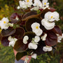 close up bronze leaf begonia white blooms