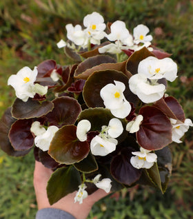 Bronze Leaf White Begonia