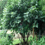 Brown Turkey Fig Tree