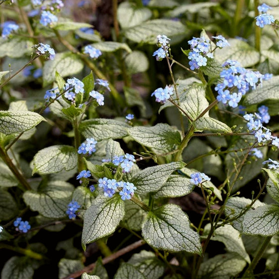 Brunnera Silver Heart