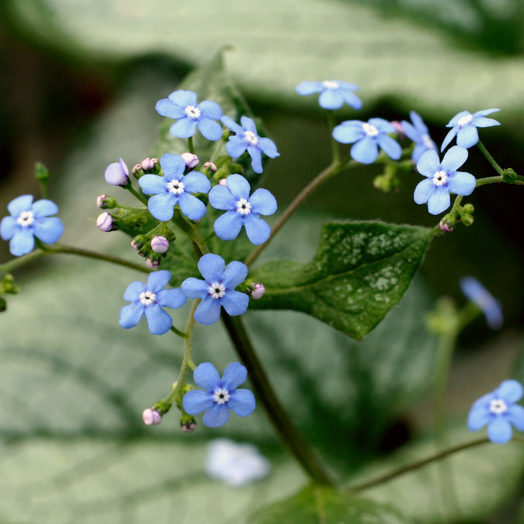 silver heart plant indoors Brunnera Silver Heart