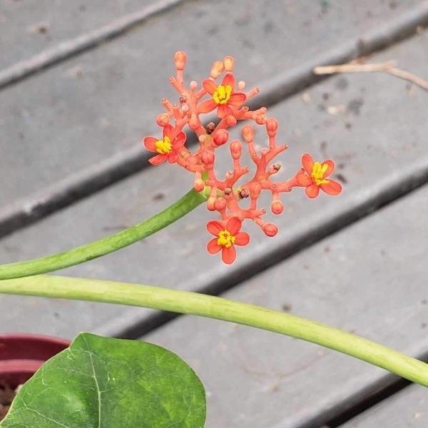 Buddha Belly Plant