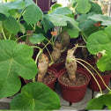 A collection of many 6 inch Buddha Belly Plants with swollen trunks
