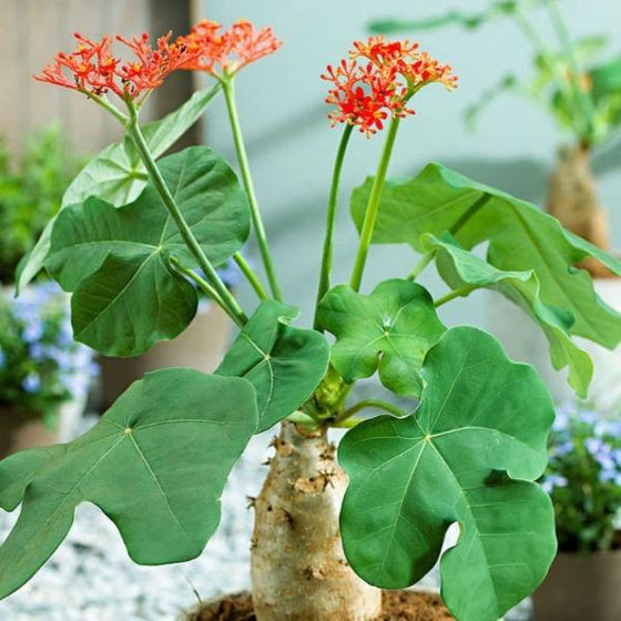 Buddha Belly Jatropha podragica with red flowers and large leaves