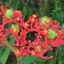 Buddha Belly Plant red flowers with fruit pods