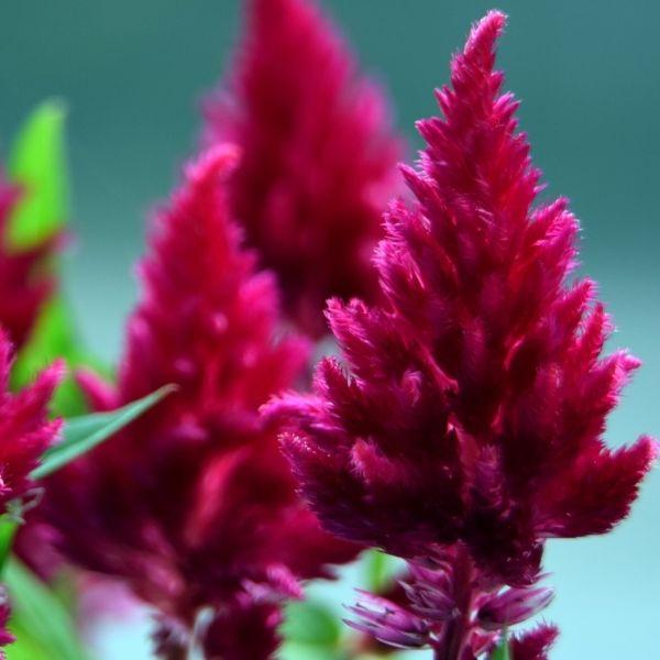 Burgundy Celosia For Sale 